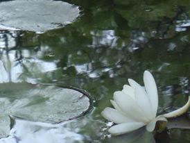 "WATER LILY THAT BLOOMED FOR THE FIRST TIME" BY WISE OWL LINDA