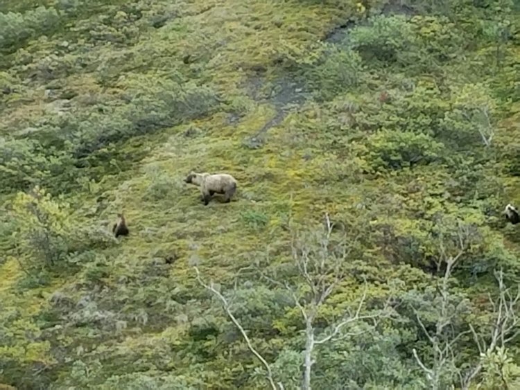 MOTHER GRIZZLY BEAR WITH CUBS. Denali, ALASKA. TAKEN BY WISE OWL LUCKY