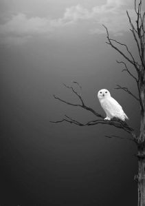 owl-white-owl-on-stark-black-tree-gray-skies